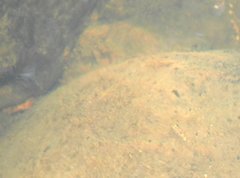 Rhinogobius duospilus