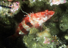 Hypoplectrodes nigroruber