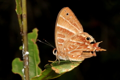 Saribia