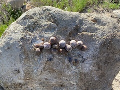 Xerarionta intercisa