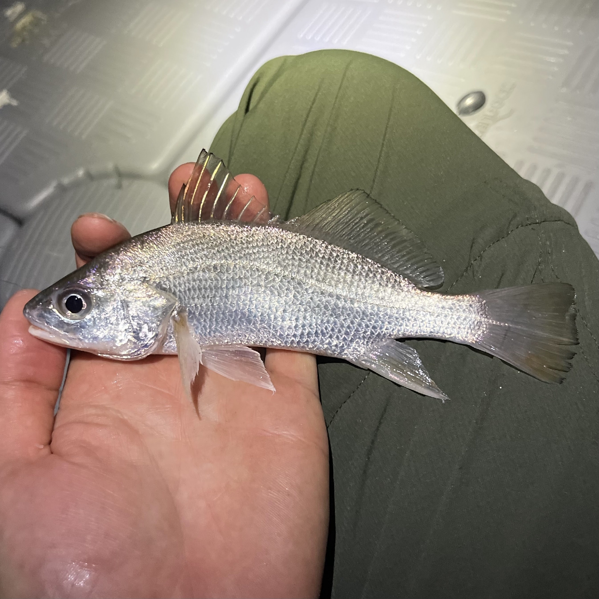 Ground Croaker photo 2