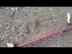 Cervus canadensis canadensis