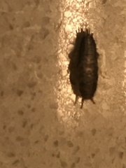 Lepisma