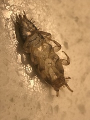 Lepisma