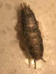 Lepisma