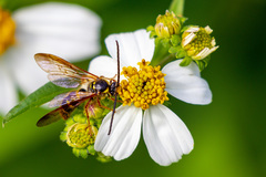 Xanthocampsomeris fulvohirta