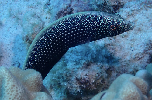 Anampses chrysocephalus observed 2026-02-15