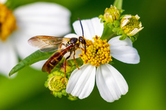 Xanthocampsomeris fulvohirta