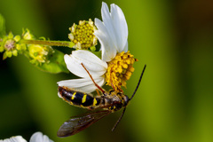 Xanthocampsomeris fulvohirta