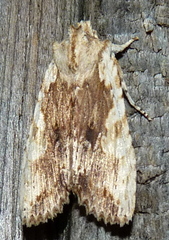 Lithophane patefacta