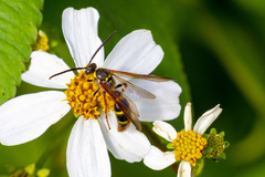 Xanthocampsomeris fulvohirta