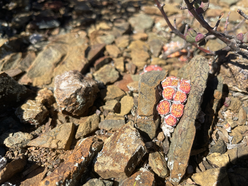 Conophytum minimum