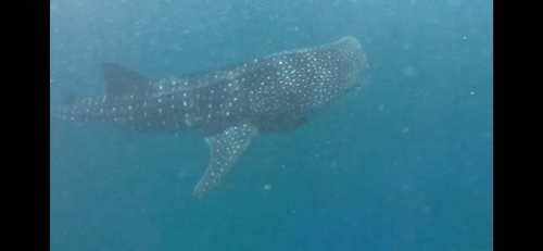 Rhincodon typus