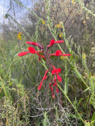 Splendid Afrikaner (Gladiolus splendens)