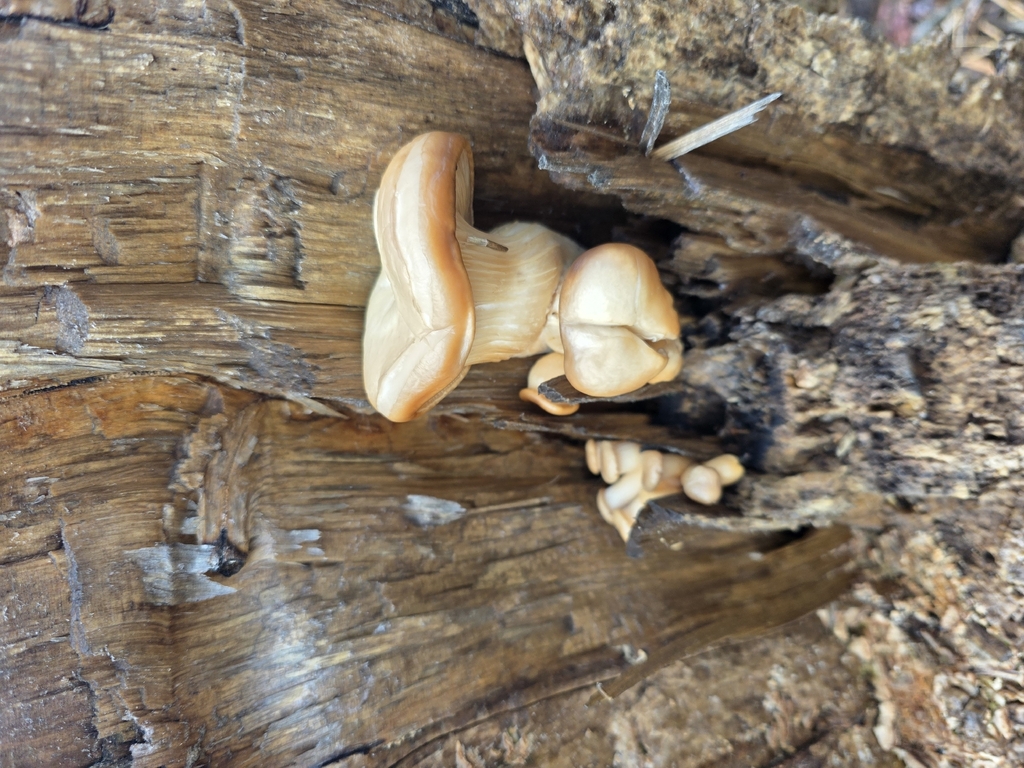 Pleurotus ostreatus · February 2026 · photo: © inbetweenbays (iNaturalist, cc-by)