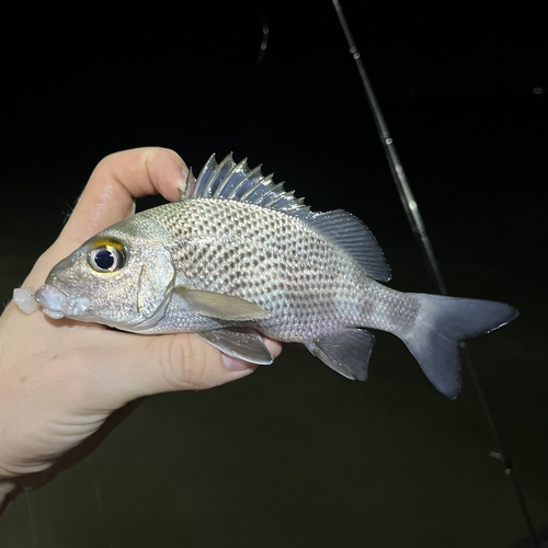 Black grunt (Haemulon bonariense) — Haemulidae — 2