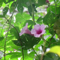 Ipomoea mauritiana