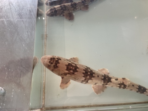 White-spotted Bamboo Shark