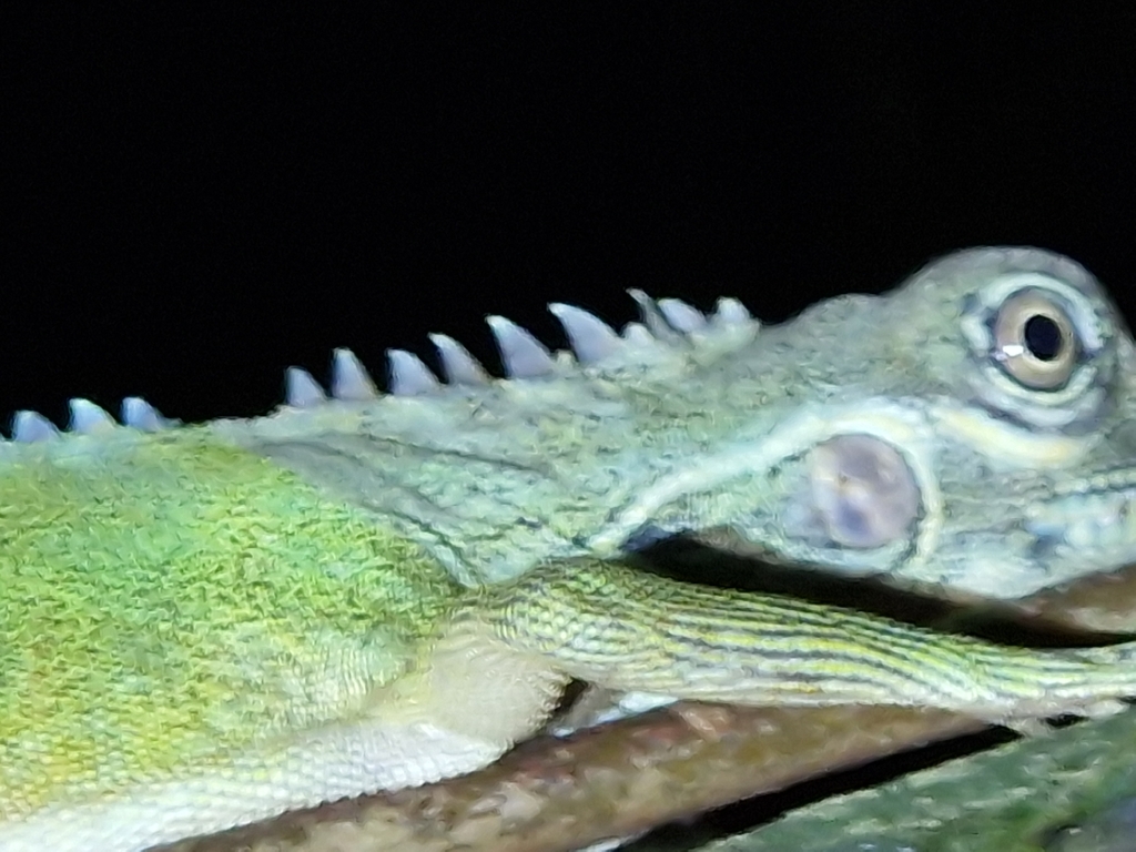 Eared Anglehead Agama (Hypsilurus auritus)