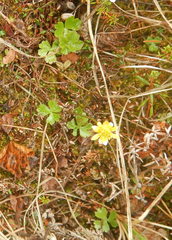 Ranunculus lapponicus