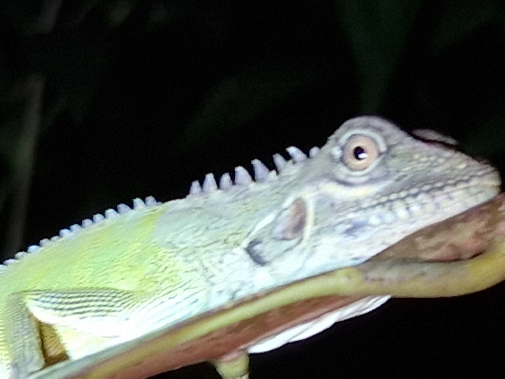 Hypsilurus auritus (Hypsilurus auritus)