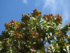 Arctostaphylos refugioensis
