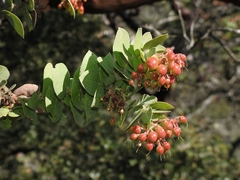 Arctostaphylos refugioensis