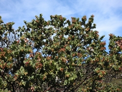 Arctostaphylos refugioensis