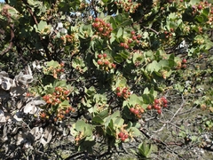Arctostaphylos refugioensis