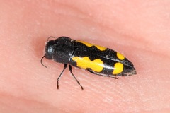 Ptosima gibbicollis