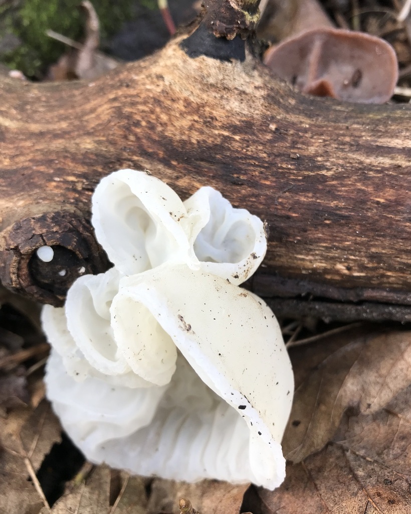 Auricularia auricula-judae lactea · February 2026 · photo: © helenbhull (iNaturalist, cc-by)