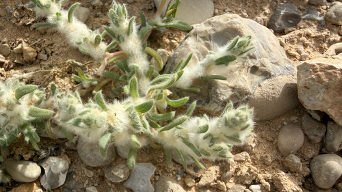 Bassia eriophora