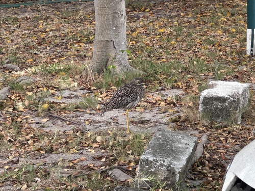 Spotted Thick-knee (Burhinus capensis), photo 9