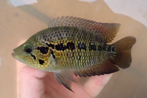Monarch cichlid (Parachromis friedrichsthalii) — Cichlidae