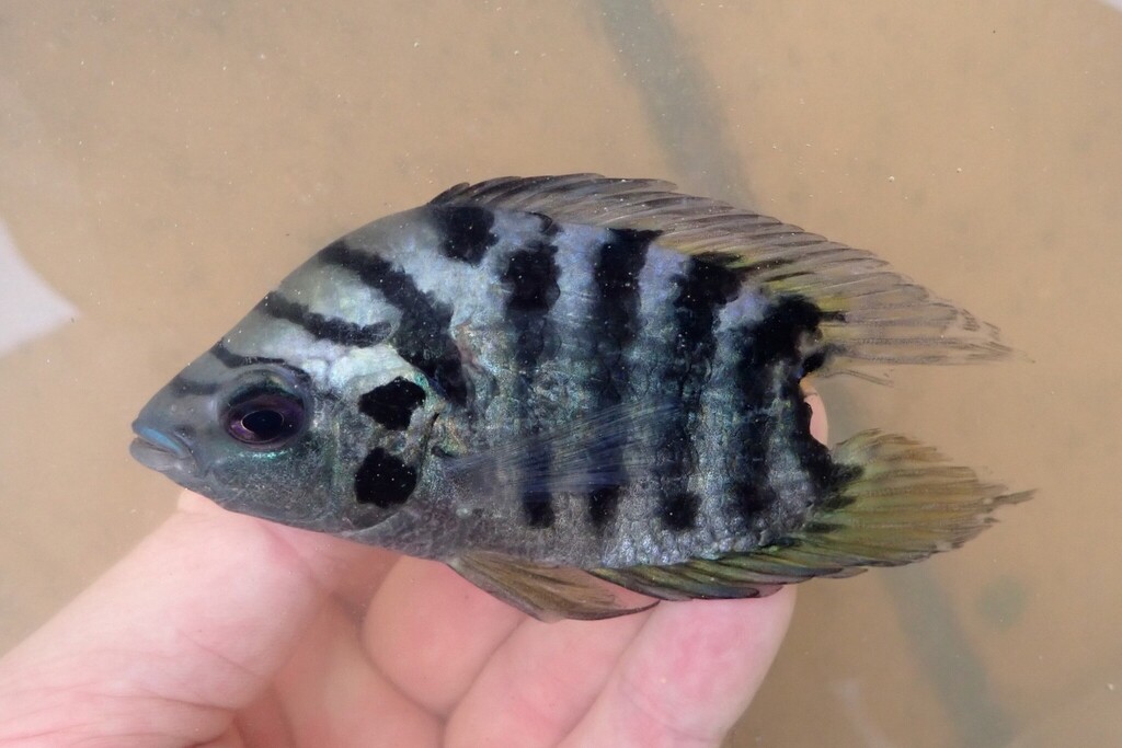 Flier cichlid (Archocentrus centrarchus) — Cichlidae