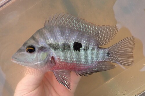 Red breast cichlid (Cribroheros longimanus) — Cichlidae