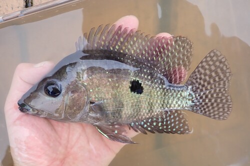 Beaked cichlid (Cribroheros rostratus) — Cichlidae — 2