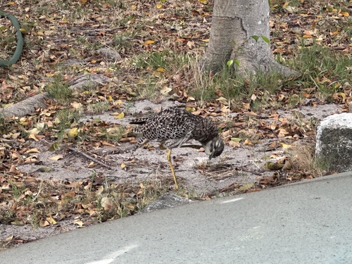 Spotted Thick-knee (Burhinus capensis), photo 10