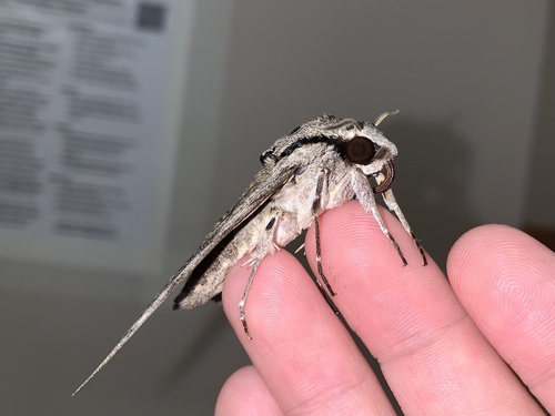 Plain grey hawkmoth photo 3
