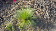 Nassella tenuissima