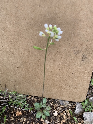 Tomostima cuneifolia, photograph 5