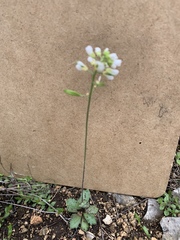 Tomostima cuneifolia, photograph Casey Cowan, CC0, iNaturalist via GBIF