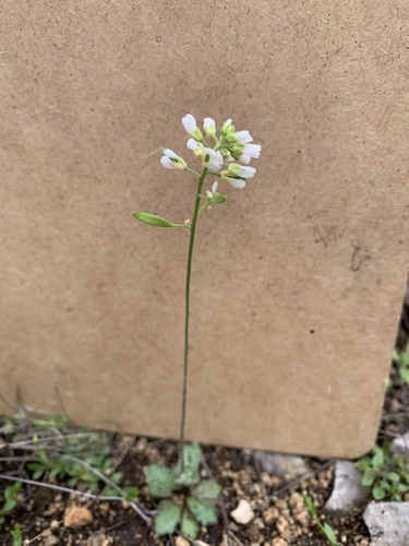 Tomostima cuneifolia, photograph 4