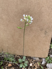 Tomostima cuneifolia, photograph Casey Cowan, CC0, iNaturalist via GBIF