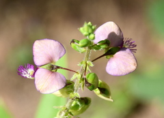 Polygala sphenoptera
