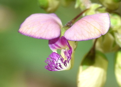 Polygala sphenoptera