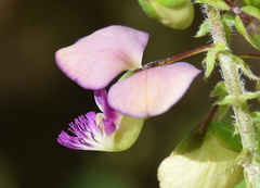Polygala sphenoptera