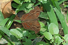 Junonia goudotii
