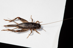 Teleogryllus oceanicus