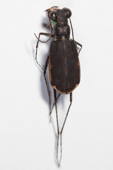 Myriochila semicincta